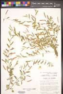 Chamaecrista serpens var. wrightii image