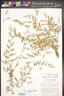 Chamaecrista serpens image