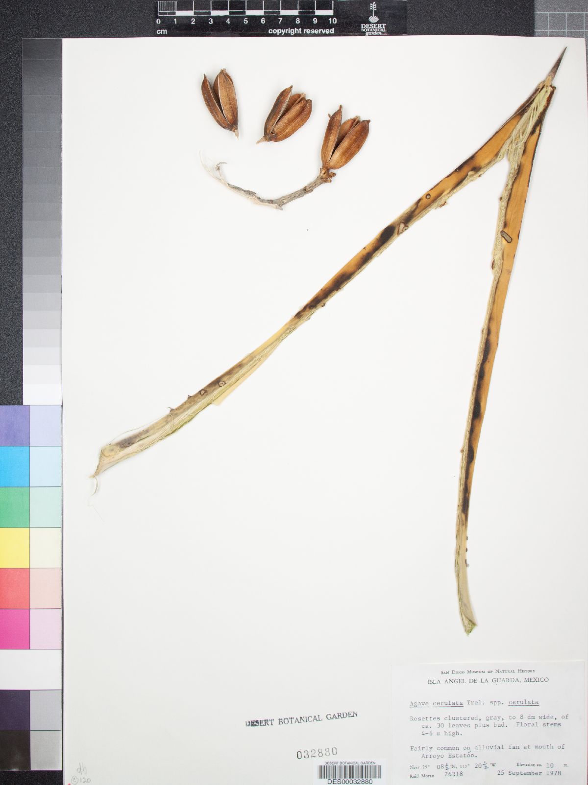 Agave cerulata image