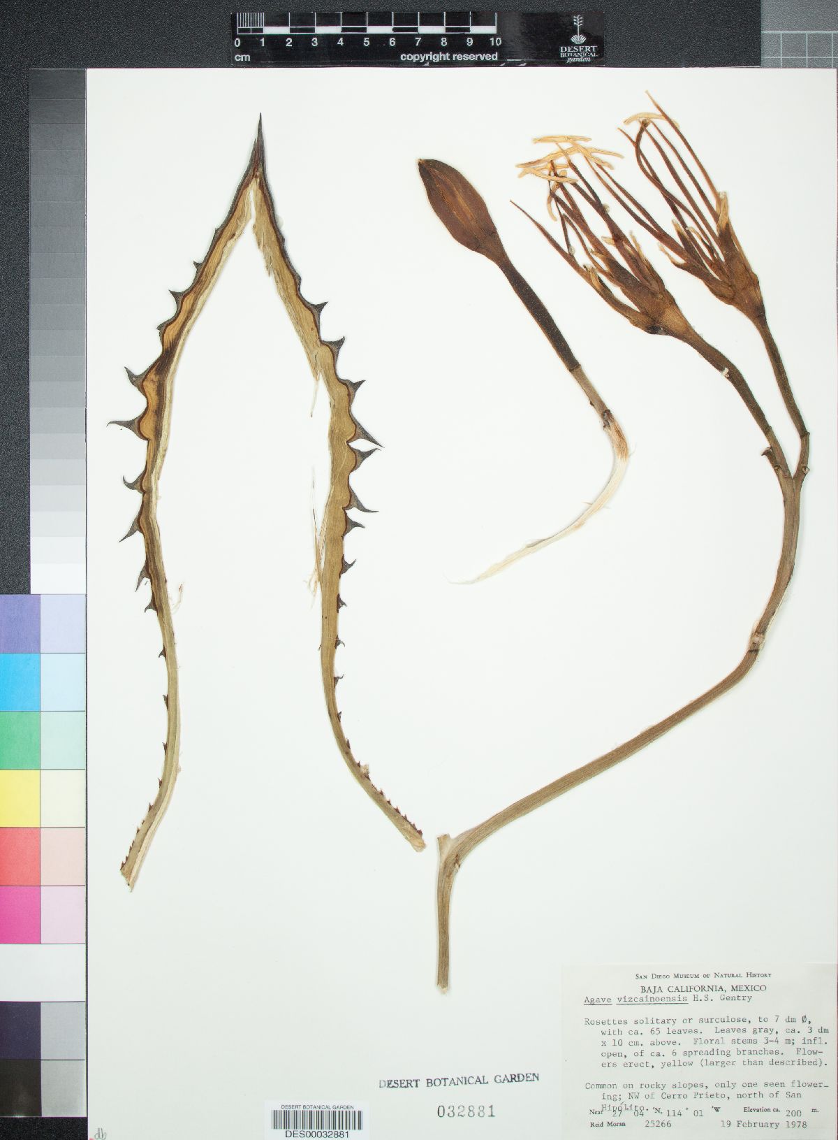 Agave vizcainoensis image