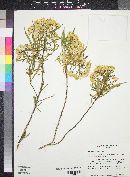 Barkleyanthus salicifolius image