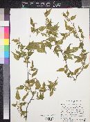 Acalypha papillosa image