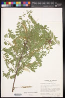 Eysenhardtia orthocarpa image