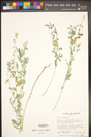 Crotalaria pumila image