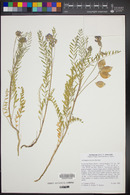 Astragalus gruinus image