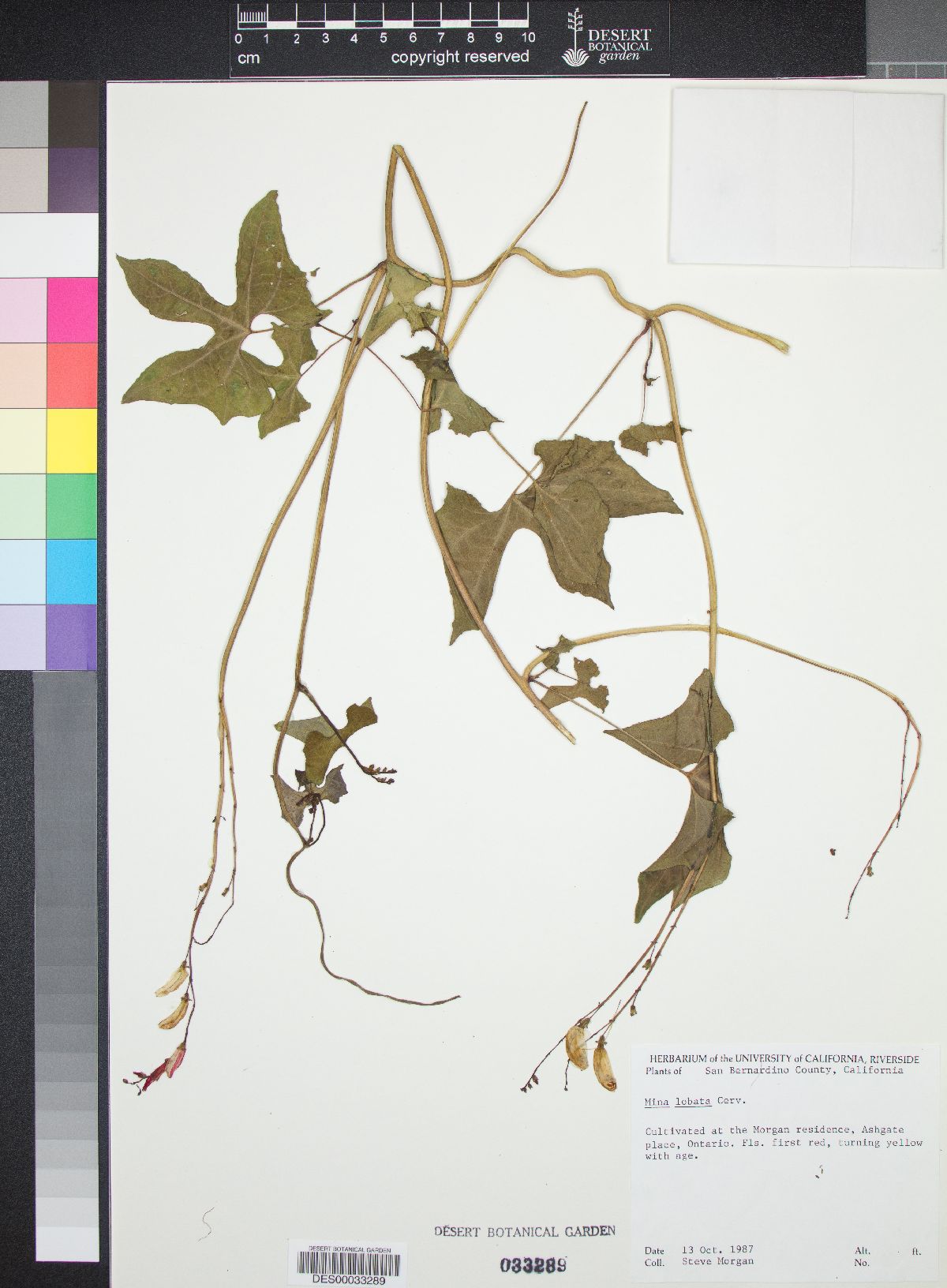 Mina lobata image