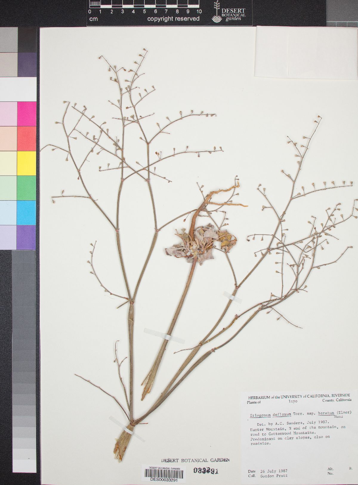 Eriogonum deflexum subsp. baratum image
