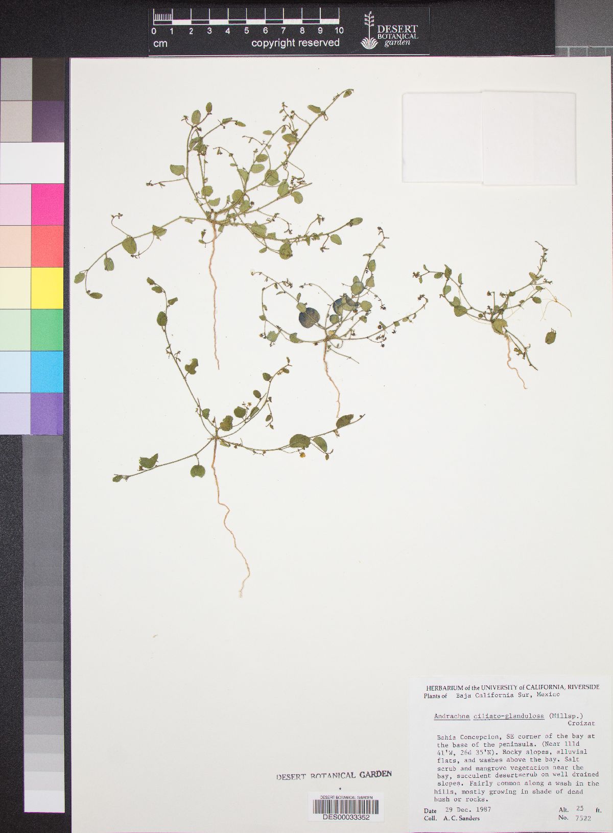 Andrachne ciliato-glandulosa image
