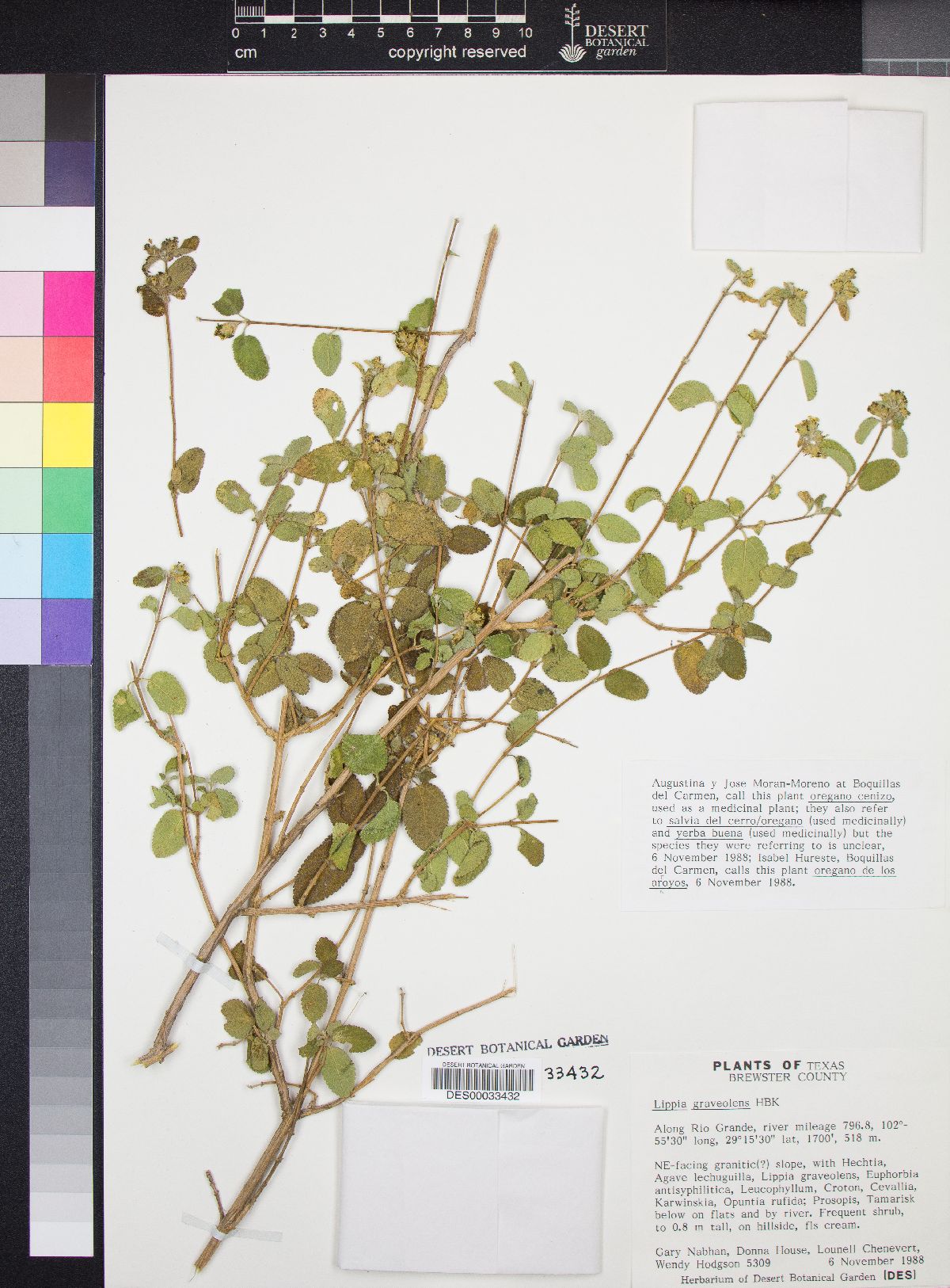 Lippia graveolens image