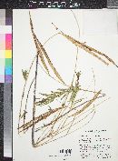 Chilopsis linearis image