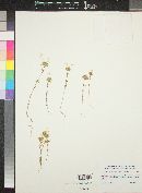 Linanthus parviflorus image