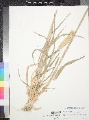 Hordeum vulgare image