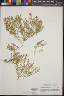 Lepidium lasiocarpum image