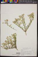 Lepidium montanum image