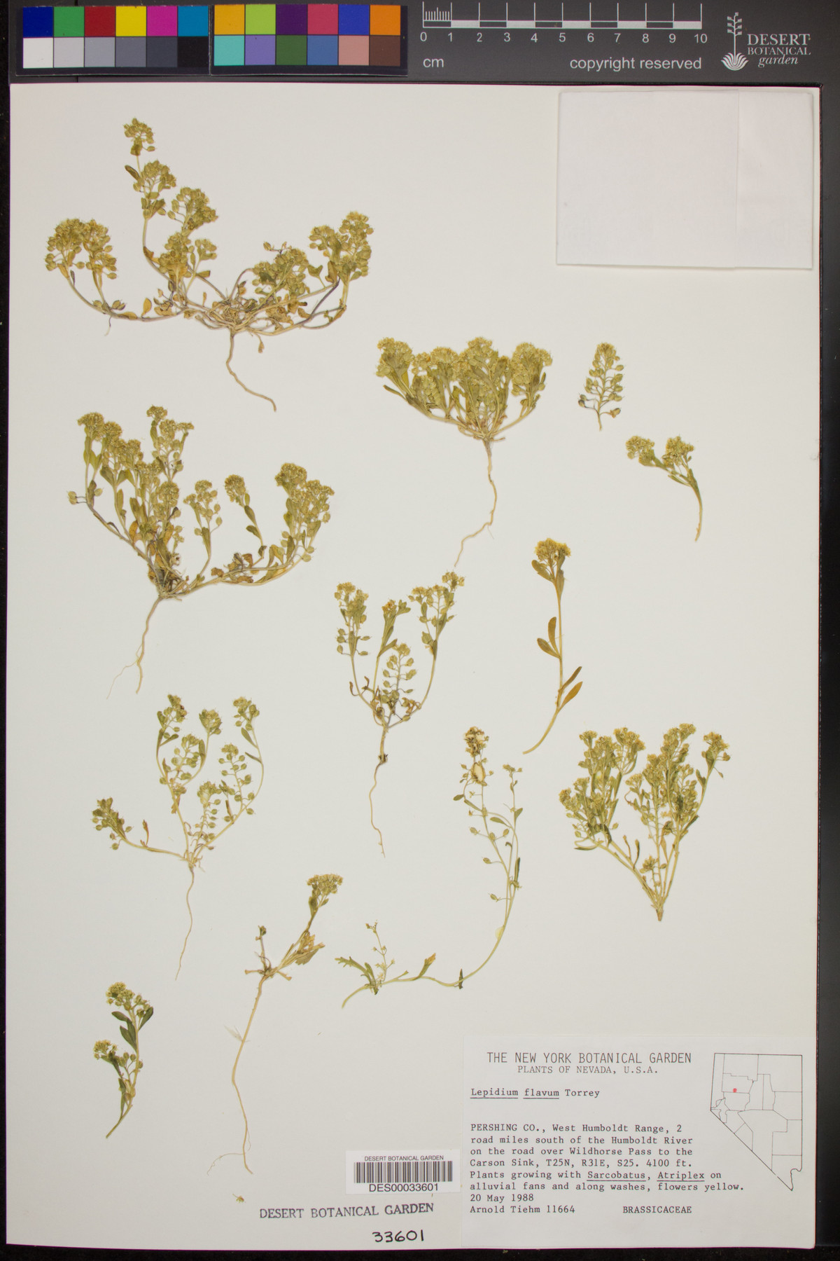 Lepidium flavum image