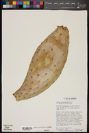 Opuntia phaeacantha var. laevis image