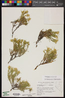 Ericameria parryi var. nevadensis image