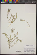 Lepidium lasiocarpum image