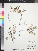 Bursera laxiflora image