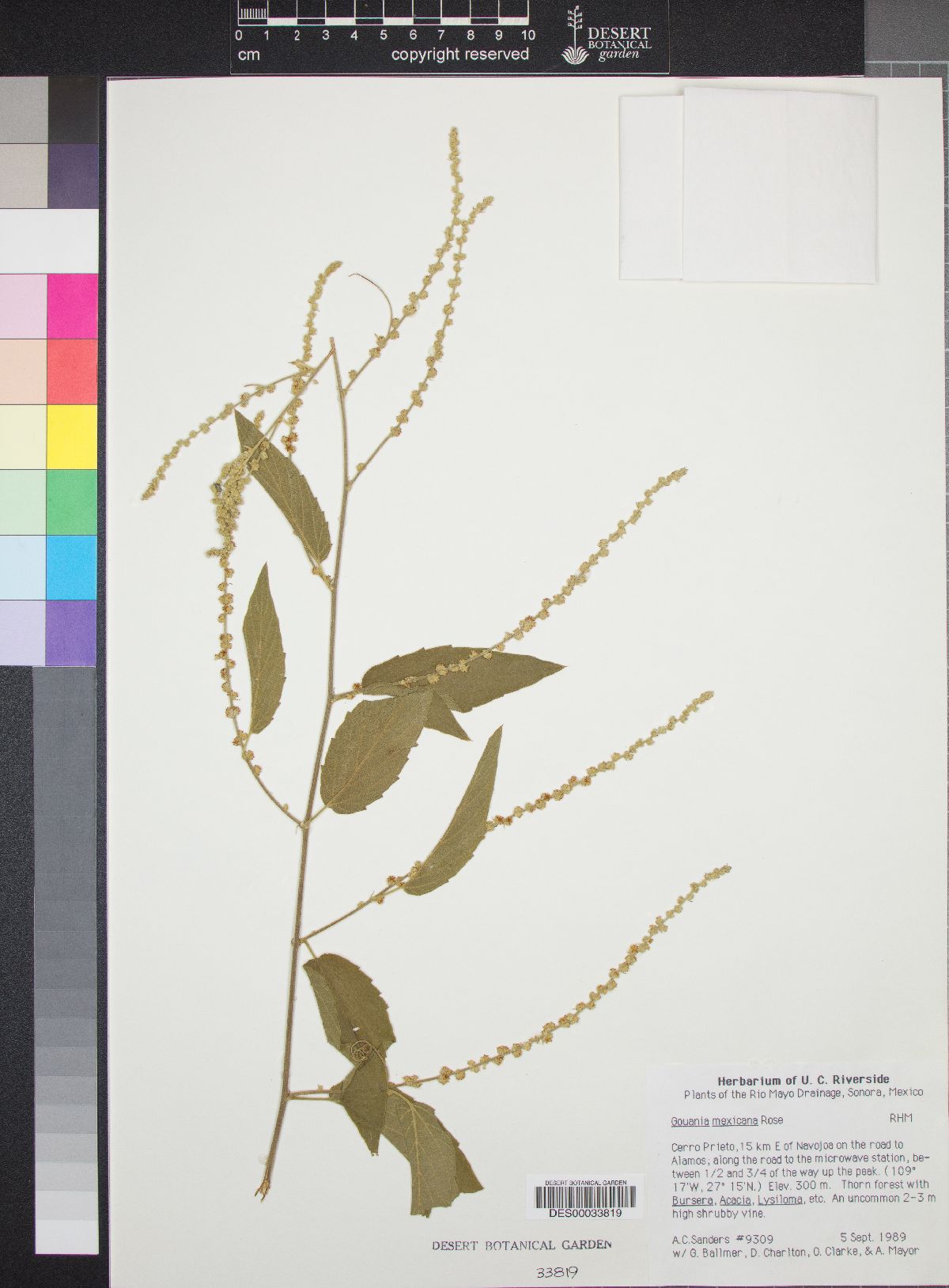 Gouania mexicana image