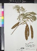 Acacia coulteri image