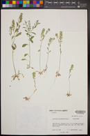 Lepidium lasiocarpum image