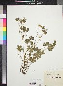 Geranium caespitosum var. parryi image