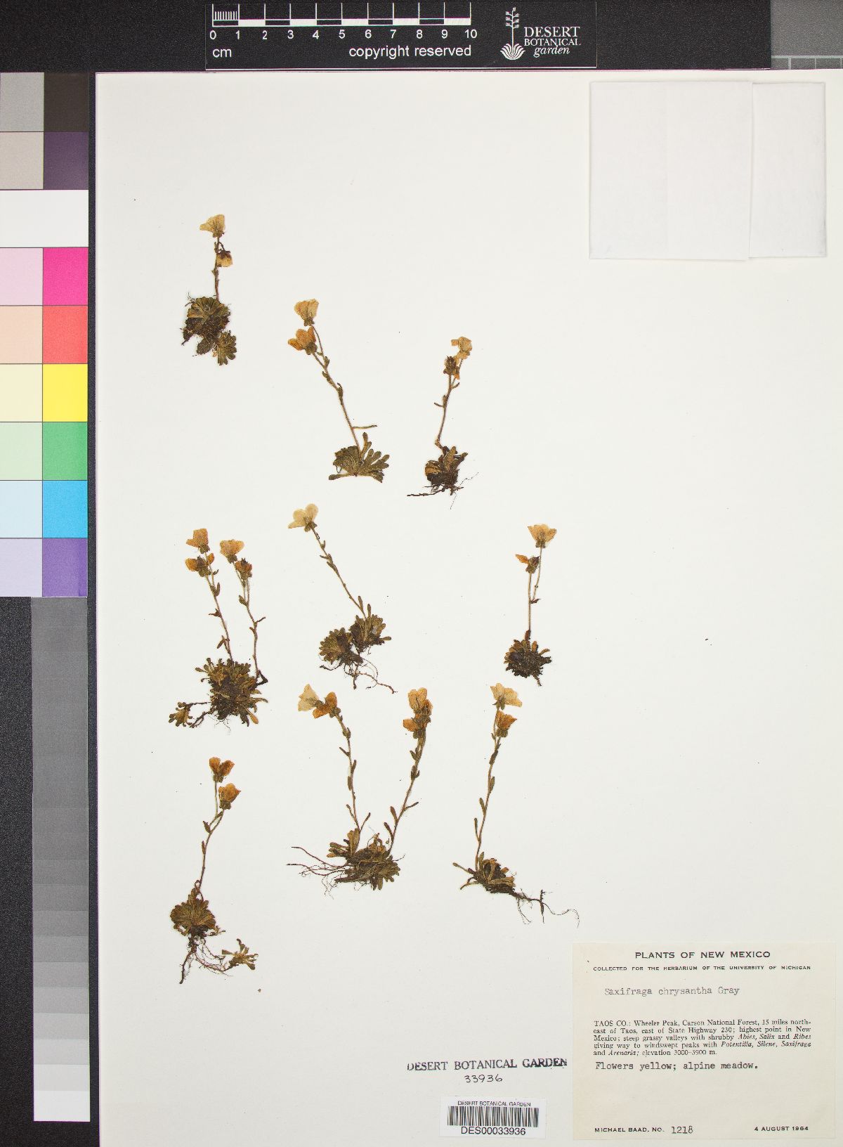 Saxifraga chrysantha image