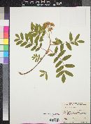 Sorbus dumosa image