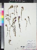 Castilleja exserta image