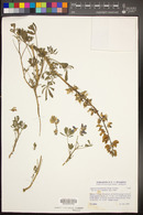 Lupinus succulentus image