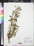 Solanum douglasii image