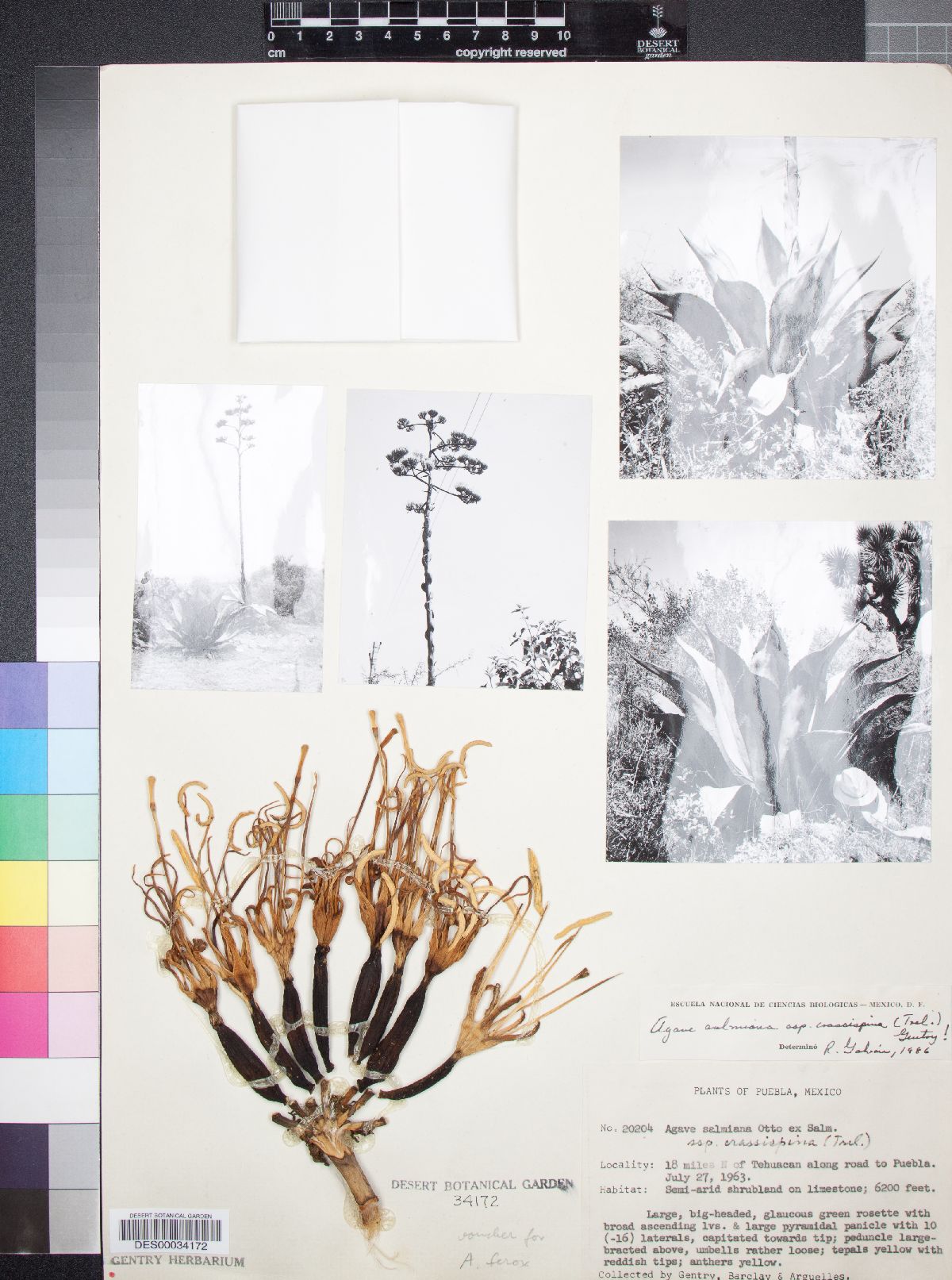 Agave salmiana image