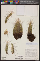 Echinocereus triglochidiatus image