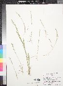 Poa bigelovii image