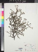 Hedyotis fasciculata image