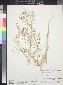 Stephanomeria exigua subsp. exigua image