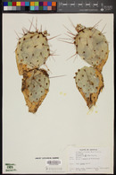 Opuntia phaeacantha image