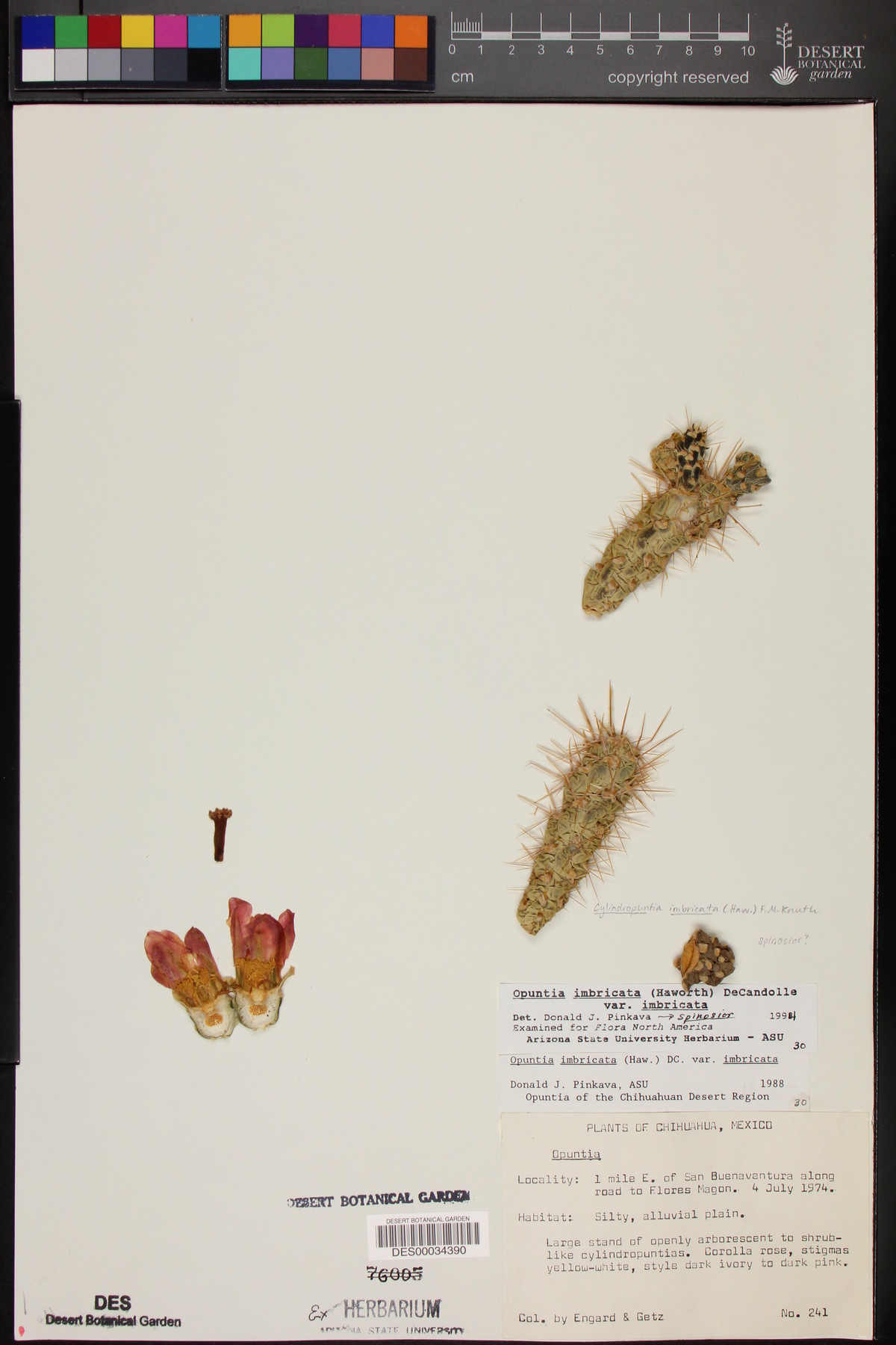 Cylindropuntia imbricata var. imbricata image