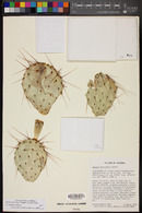 Opuntia tortispina image