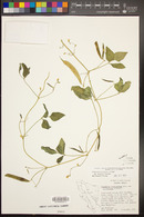 Phaseolus acutifolius var. latifolius image