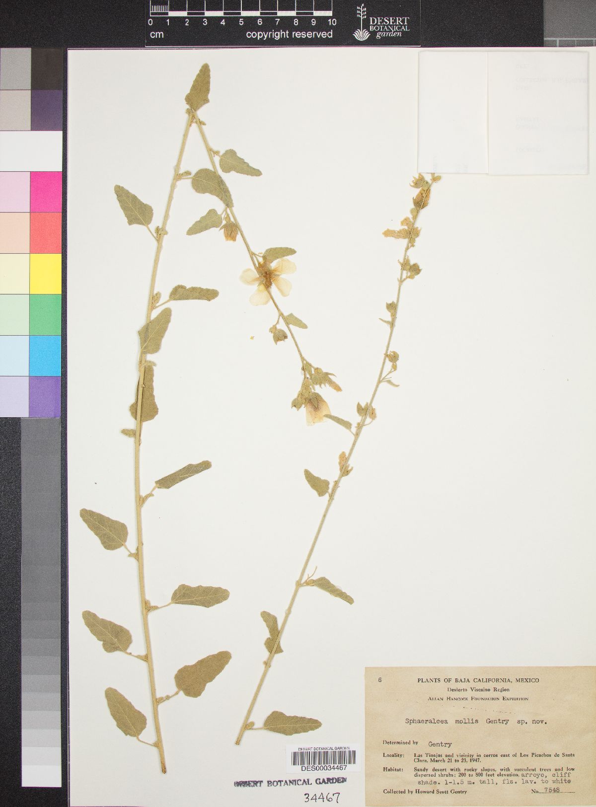 Sphaeralcea axillaris image