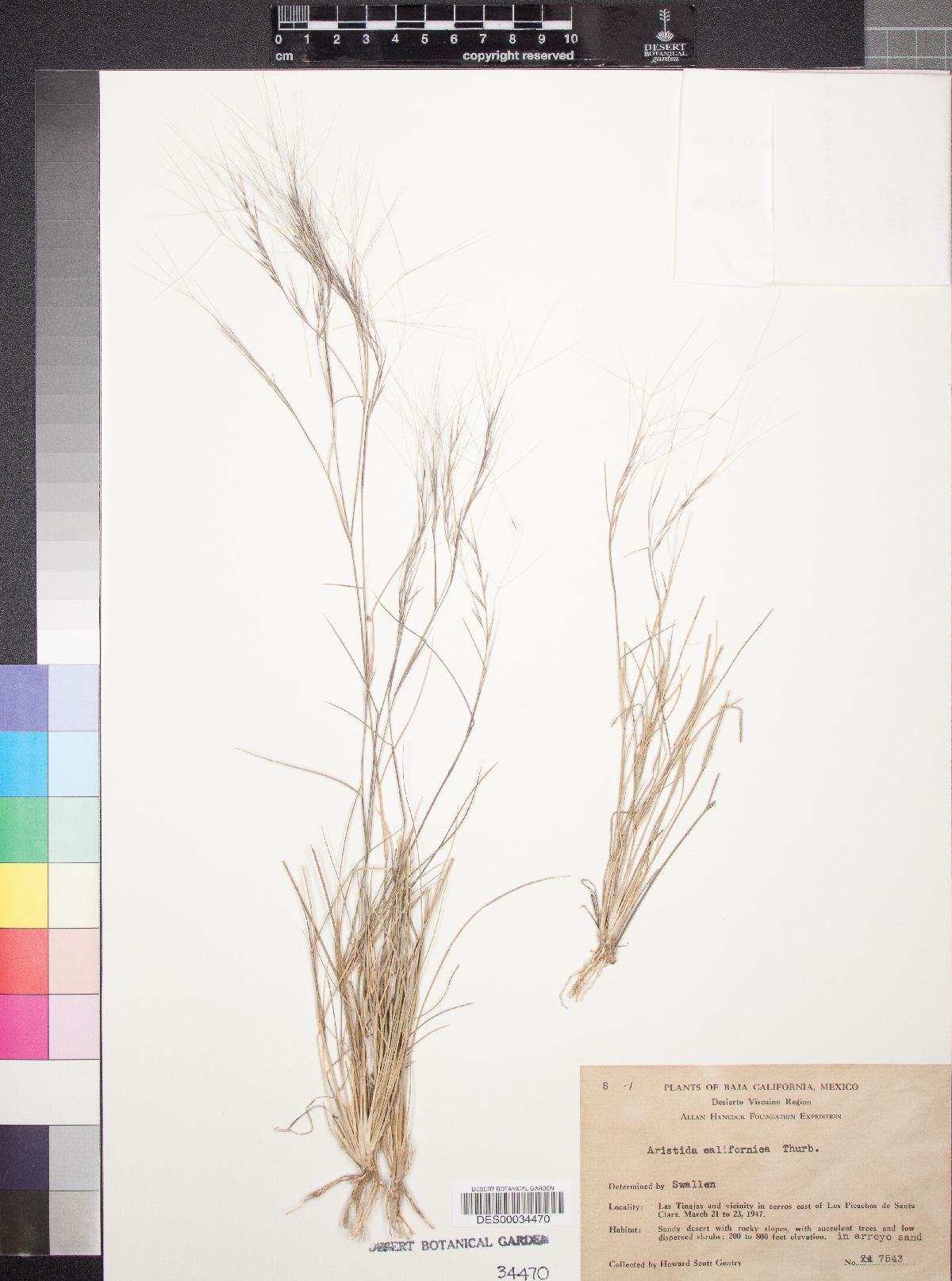 Aristida californica image