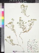 Cryptantha pterocarya image