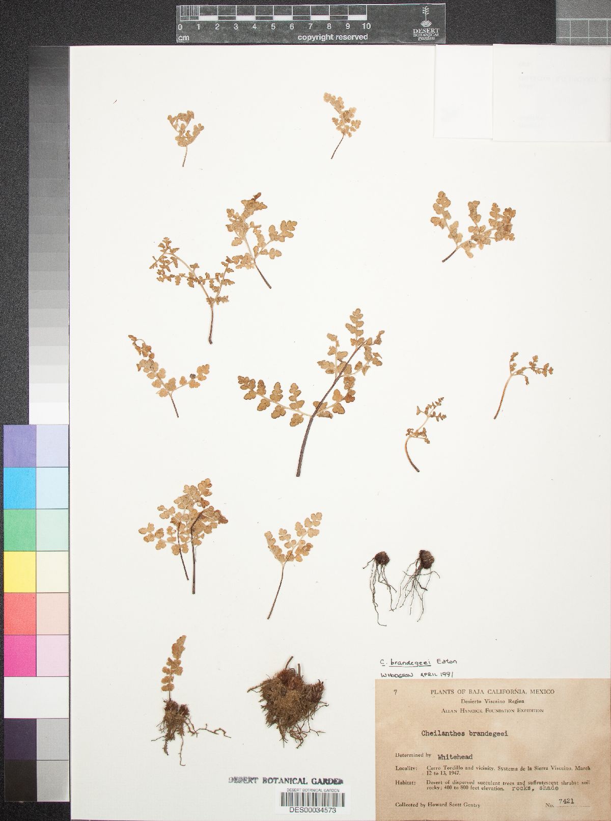 Cheilanthes brandegeei image