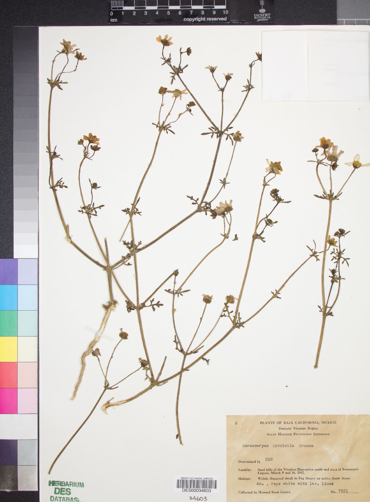 Coreocarpus involutus image
