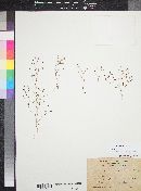Nemacladus australis image