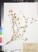 Coreocarpus involutus image