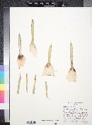 Agave parviflora subsp. flexiflora image