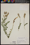 Astragalus porrectus image